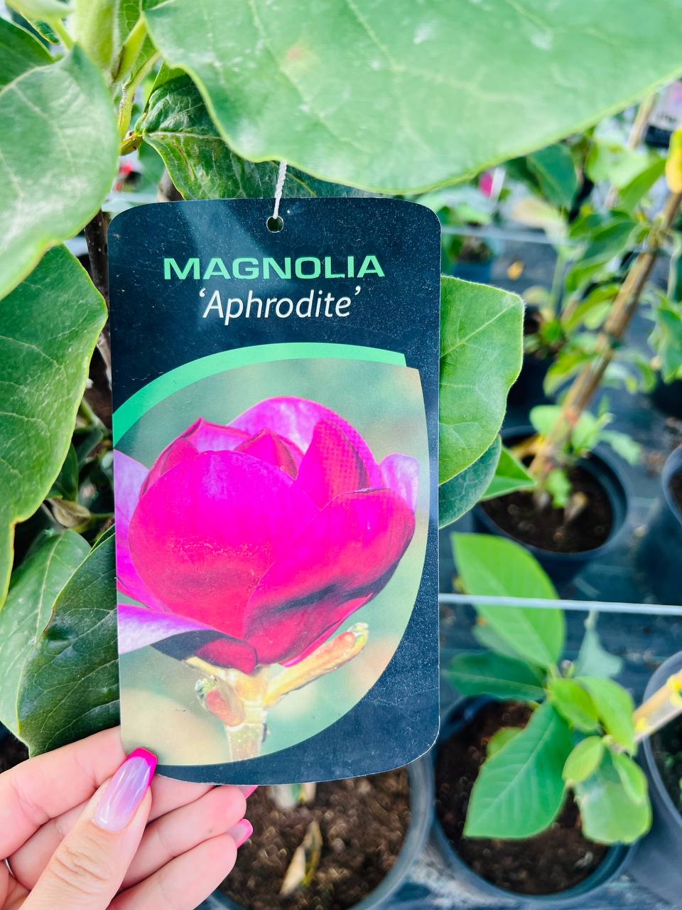 Magnolia 'Aphrodite'