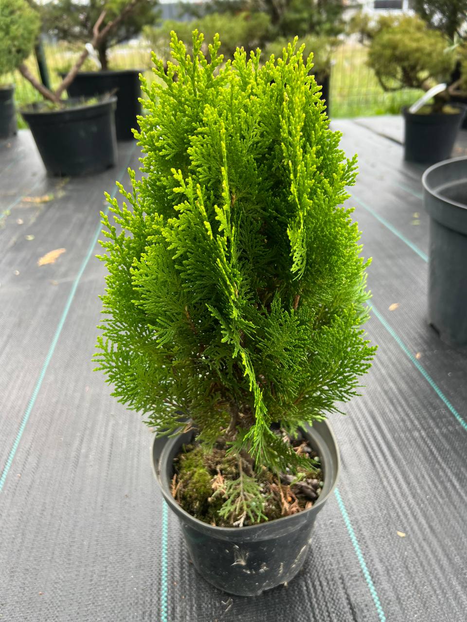 Туя Ауреа Нана Н-35см Thuja 'Aurea Nana',