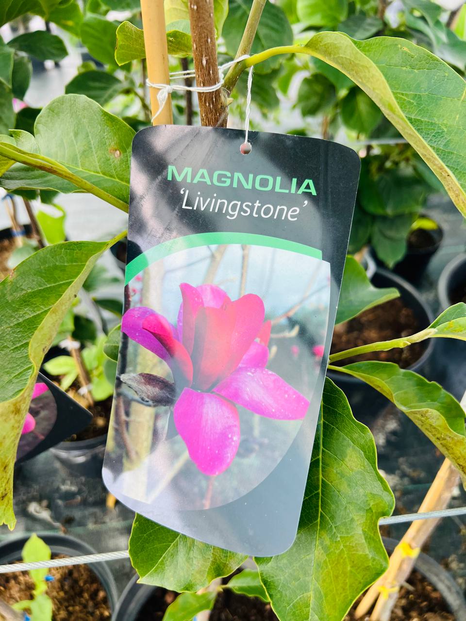 Magnolia 'Livingstone'