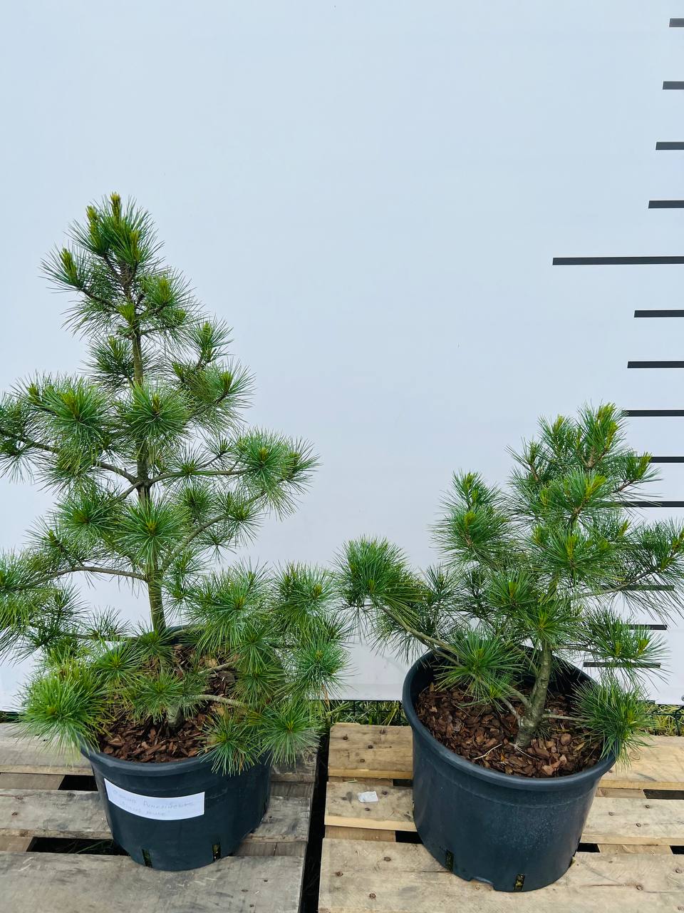 Сосна румелійська Pinus peuce