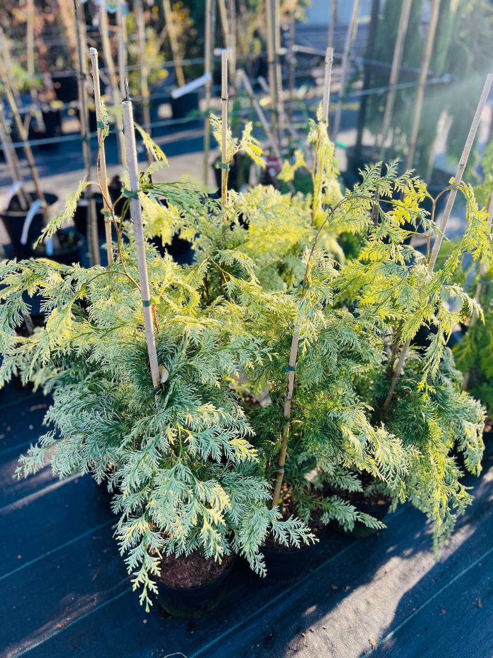 Chamaecyparis lawsoniana 'Luna' Кіпарисовик Лавсона 'Luna'