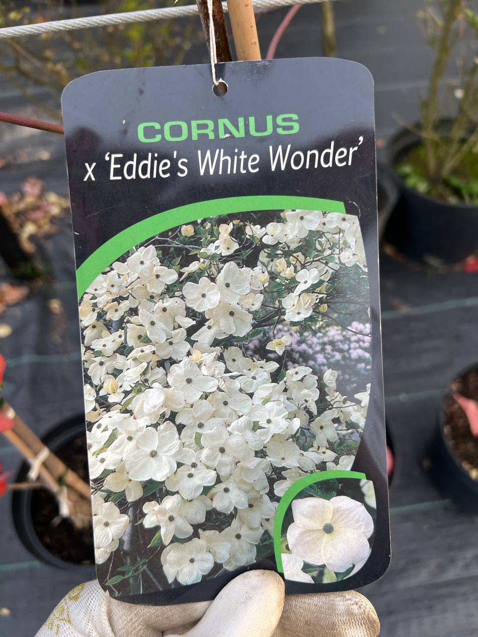 Дерен гібридний ’Eddie’s White Wonder’