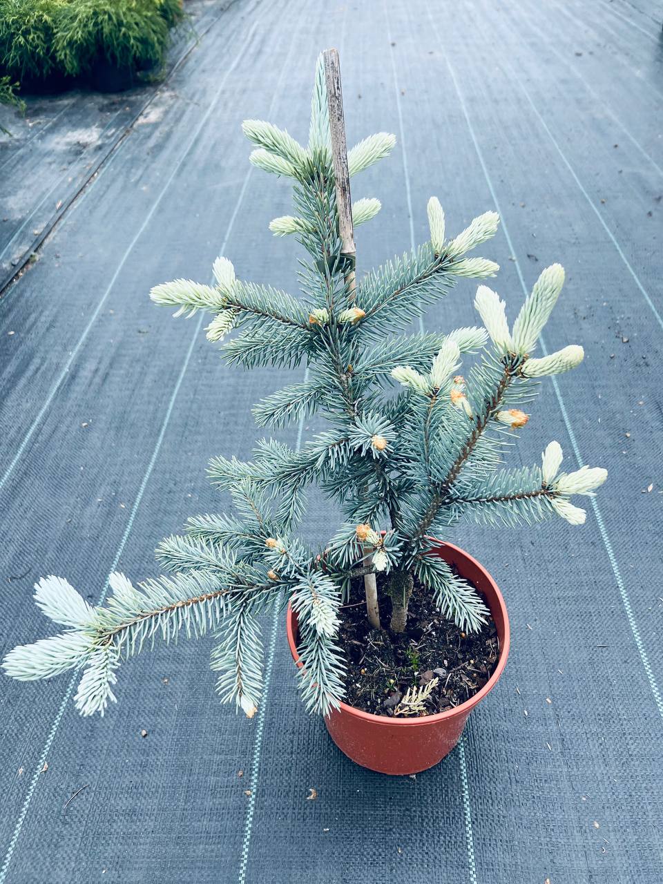 Ялина колюча "Хупсі" / Picea pungens 'Hoopsii'