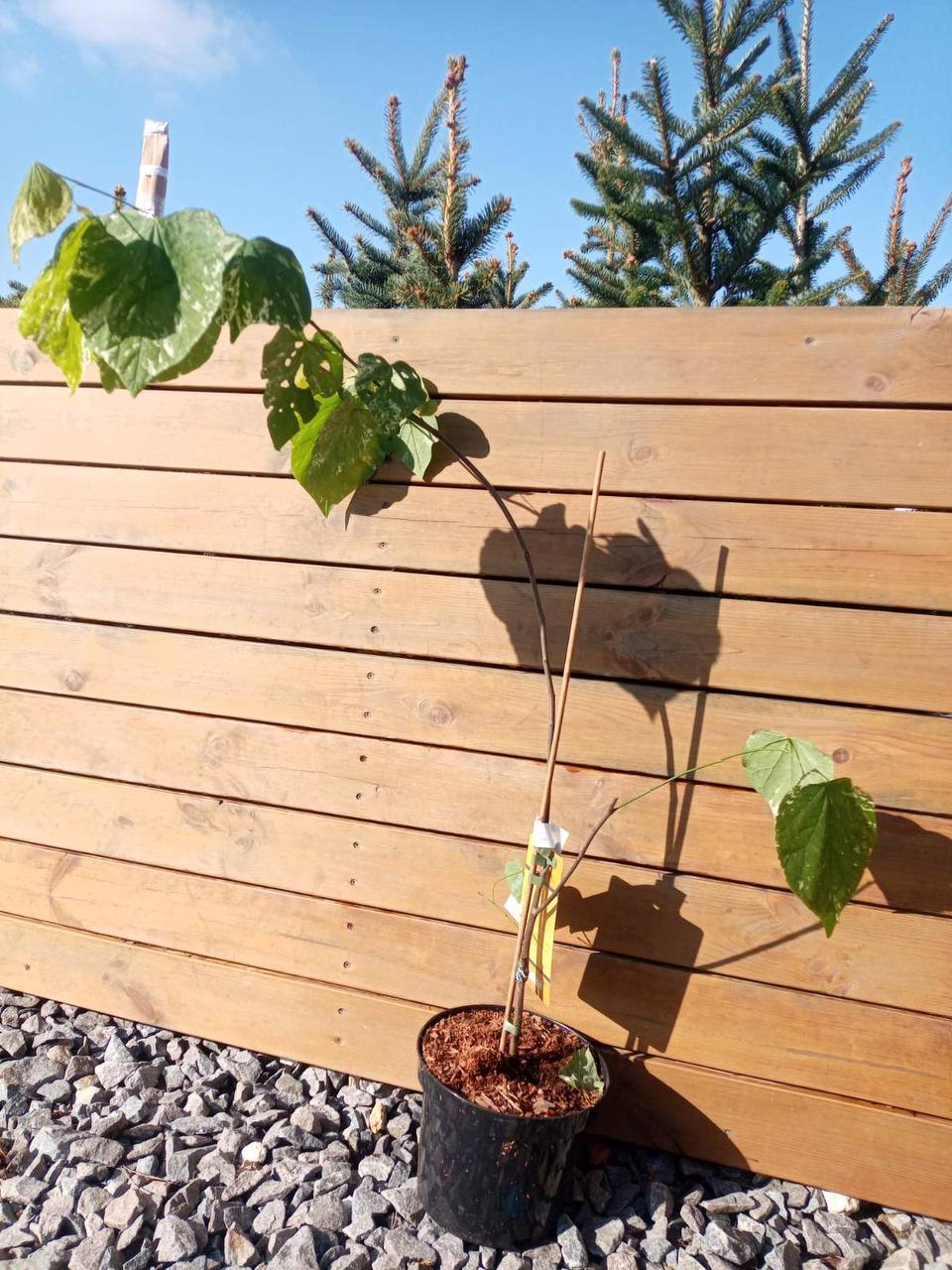 Cercis canadensis ’Alley Cat’ Церцис канадский ’Alley Cat’