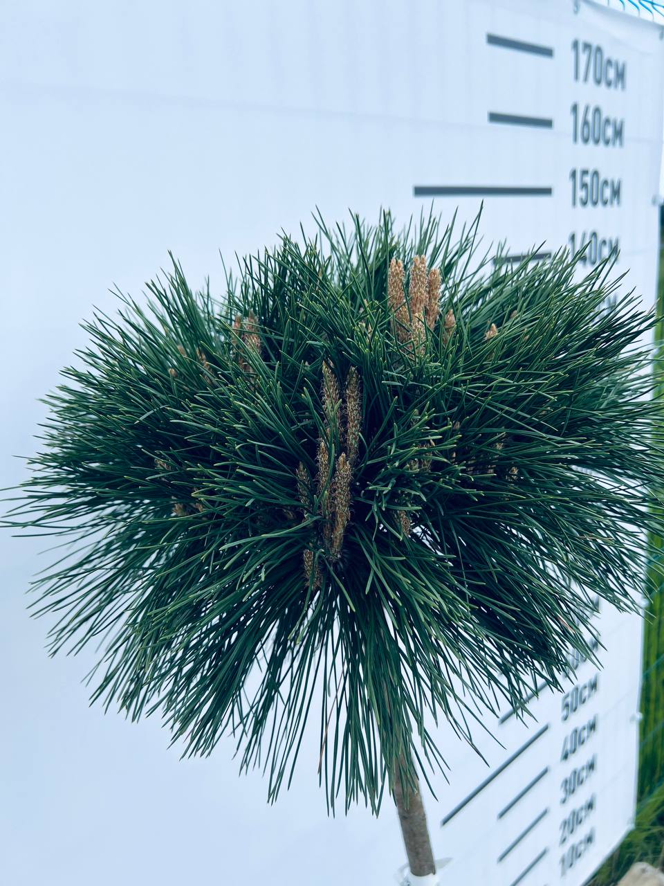 Сосна чорна - Pinus nigra Otto Compact Pa