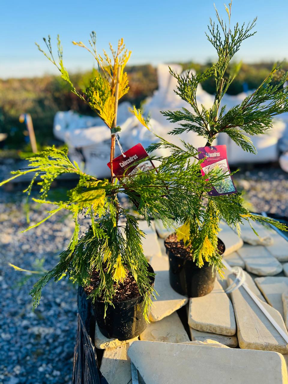 Calocedrus decurrens 'Aureovariegata'