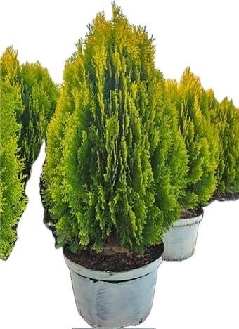 Туя східна Ауреа Нана (thuja orientalis Aurea Nana)