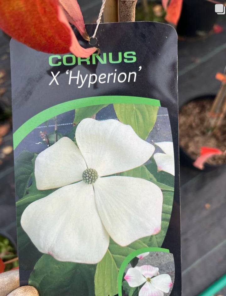 Cornus ’Hyperion’ Дерен гібридний ’Hyperion’