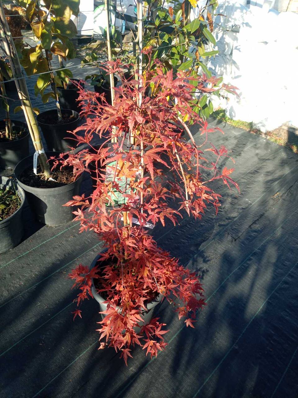 Acer palmatum ’Ryusen’ - клен пальмолистий червоний