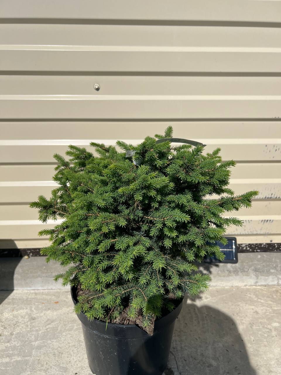 Picea omorika 'Karel', Ялина сербська 'Карел'